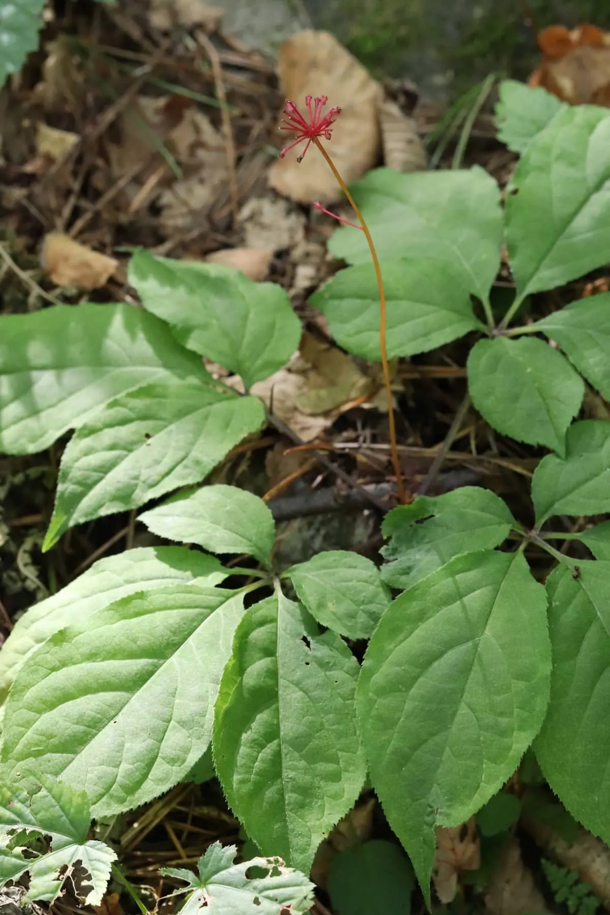 Panax ginseng growing on a forest floor